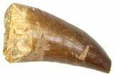 Fossil Prognathodontid Mosasaur Tooth - Morocco #374506-1